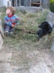 kon Karmel 061 (kliknij aby powiększyć)